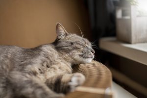 Cats with arthritis may become lethargic and less active.