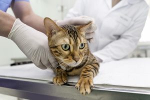 A veterinarian will need to complete a comprehensive exam to determine the cause of the feline dermatitis. 