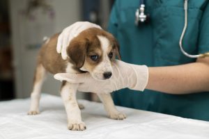 It's important to see veterinary care if your dog is experiencing signs of colitis, such as diarrhea.