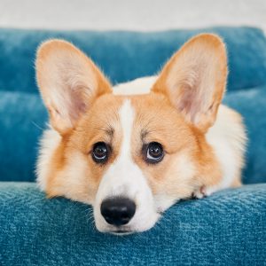 Dachshunds, Corgis, and Poodles are more prone to Intervertebral Disc Herniation than other breeds.