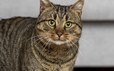 Cats are considered to be senior when they reach 11-12 years old. Here's everything you need to know about caring for a senior cat.