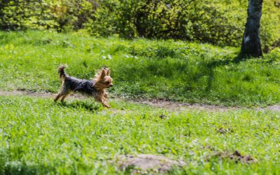 Dogs can technically eat cicadas, but it is not recommended.