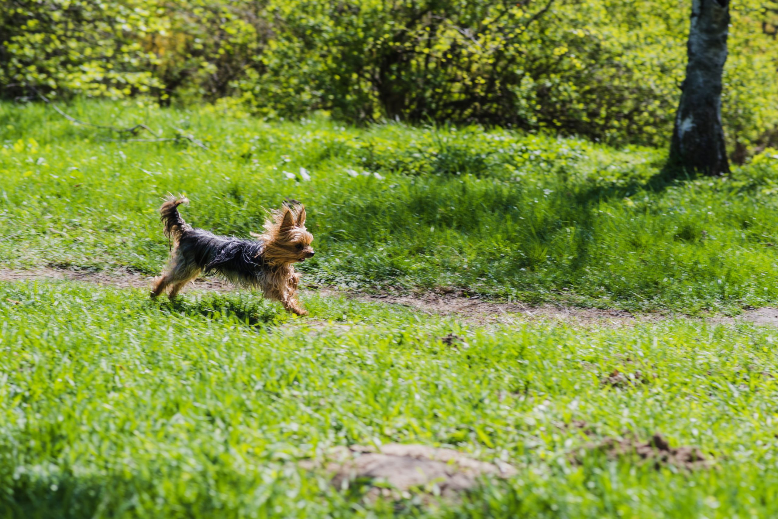 Dogs can technically eat cicadas, but it is not recommended.