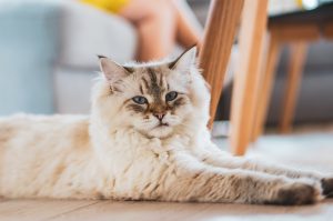 Exercise and mental stimulation are important to maintaining a cat's wellbeing.