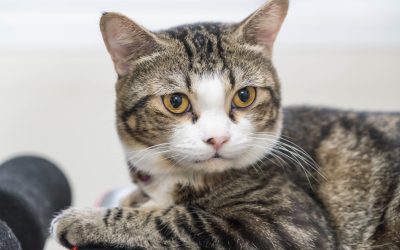 learn how to identify the symptoms of arthritis in cats, and how to care of them.