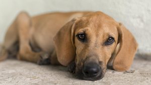 If you think your dog may be depressed, it is recommended that you contact your veterinarian. 