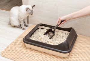 Urinary tract infections, arthritis, or diabetes may be contributing factors in your cat avoid the litter box. 