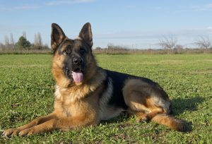 German Shepherds are prone to accidents because of their adventurous spirit.