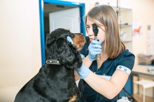 To diagnose cataracts in dogs, the veterinarian will need to complete a comprehensive visual exam and other diagnostics.