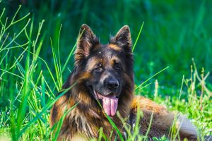 German Shepherds are predisposed to certain illnesses, such as hip dysplasia and urinary tract infections.