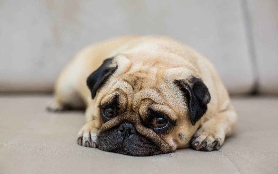 Is My Dog Depressed? Here’s How You Can Tell