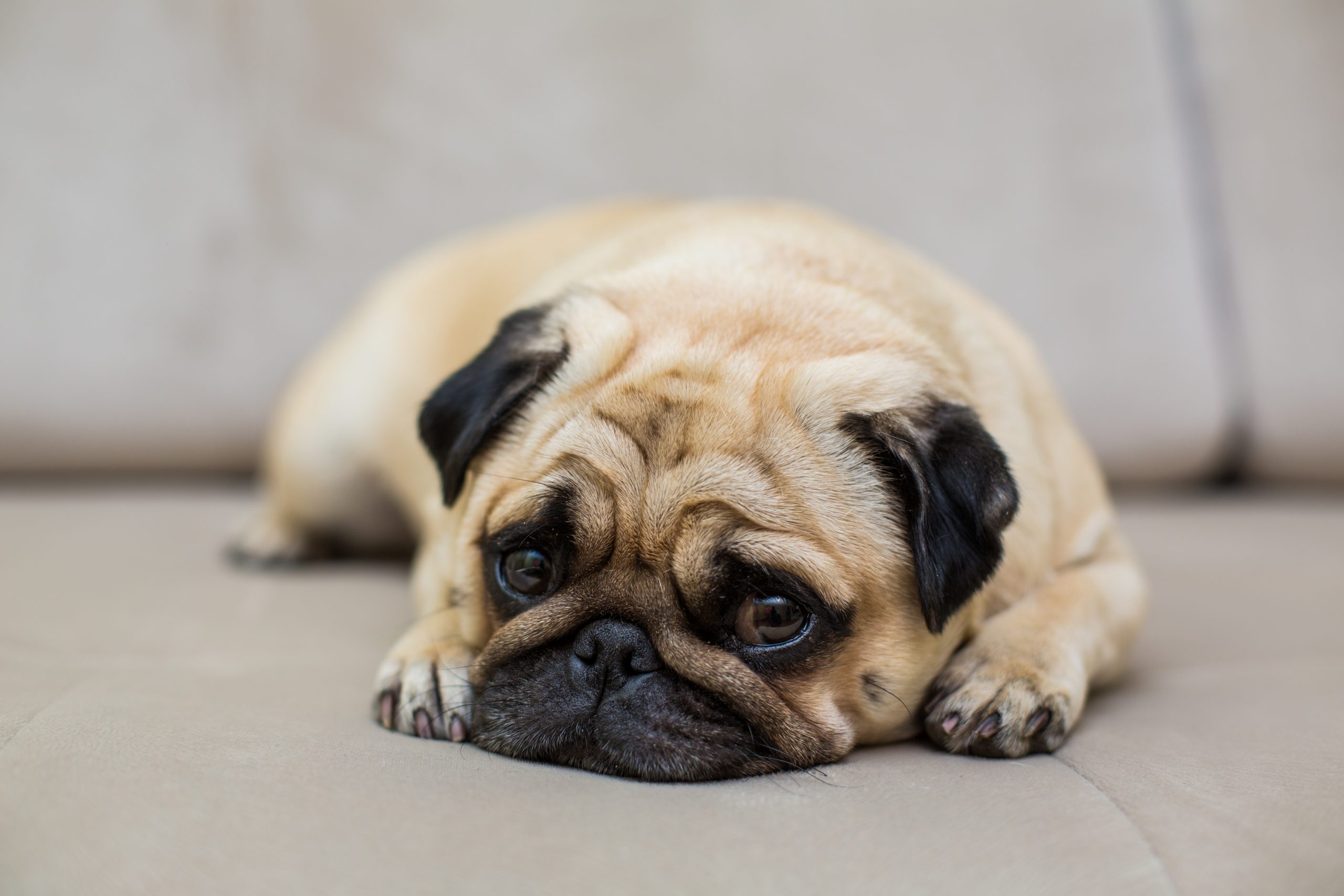 Many factors such as pain lack of exercise and traumatic experiences can cause dogs to become depressed.