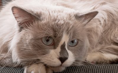Ragdoll, Maine Coons and British Shorthair cats are amongst the breeds predisposed to HCM