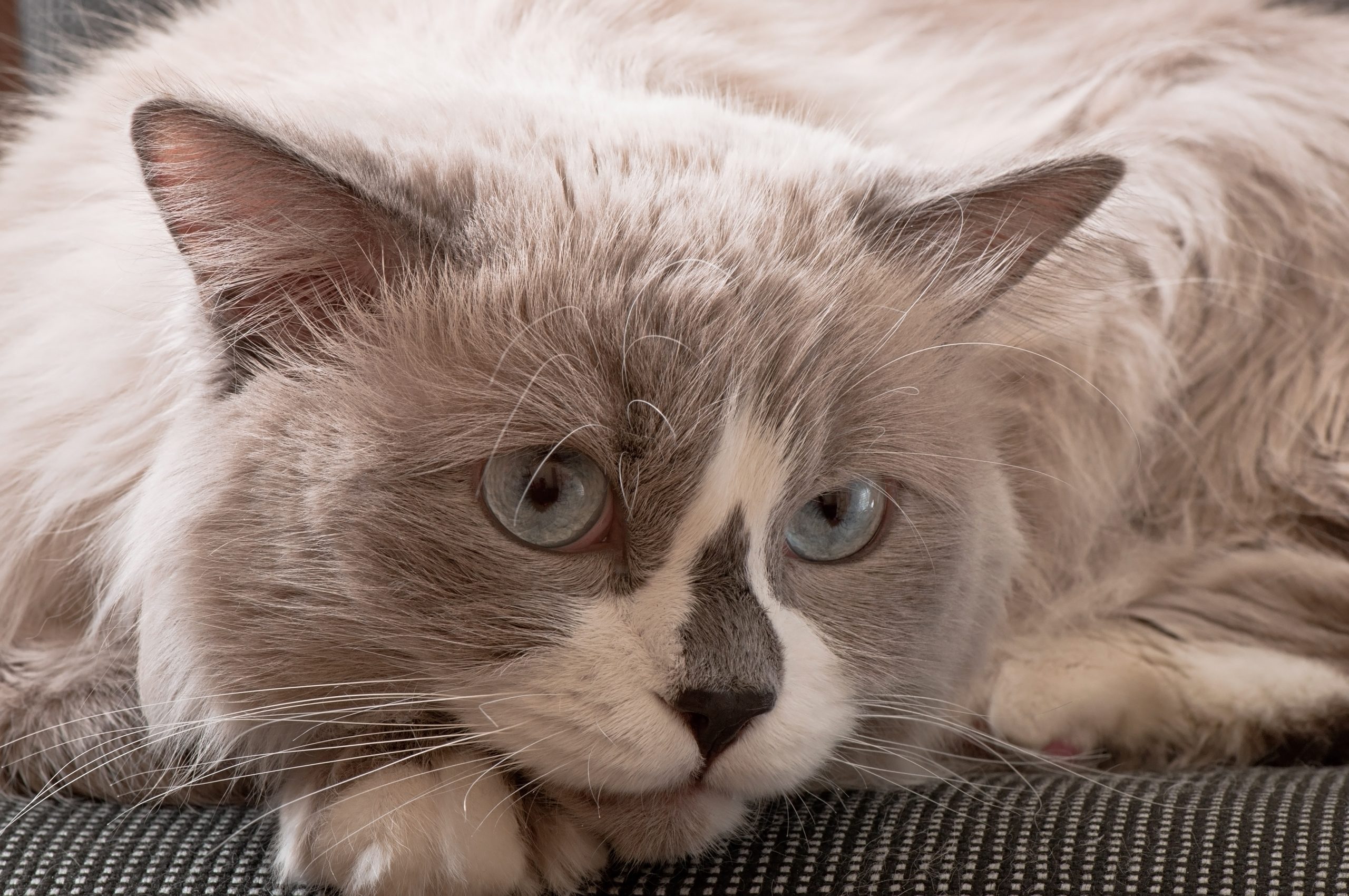 Ragdoll, Maine Coons and British Shorthair cats are amongst the breeds predisposed to HCM