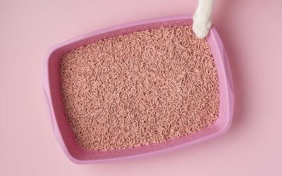 This article provides an overview of the many reasons your cat may be avoiding the litter box.