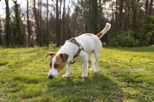 Cicadas are insects that emerge from the ground and contain a variety of compounds and chemicals that can be harmful to dogs.