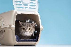 Most airlines require pets to be in a carrier. Make sure to introduce your pet to the carrier before traveling. 