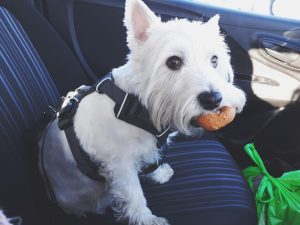 When traveling in a car, it's best to use seat belts or carriers for your pets, depending on size. 