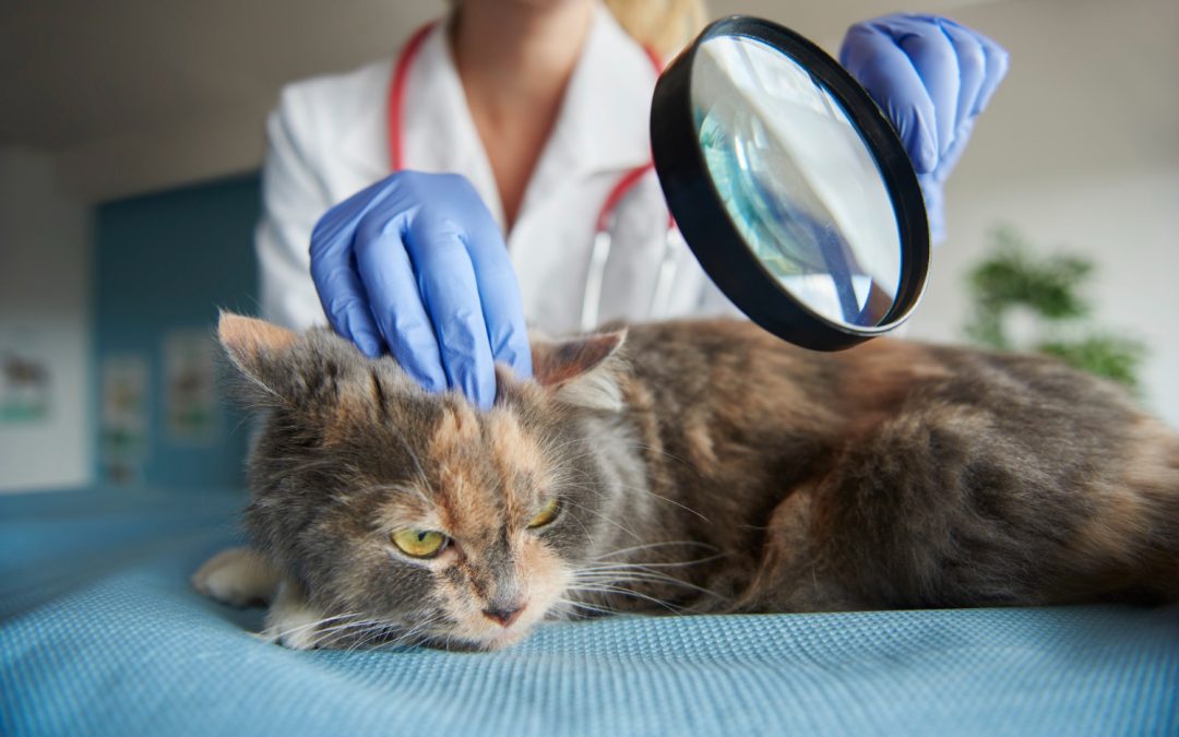 Ear Mites in Cats – Causes, Symptoms & Treatment