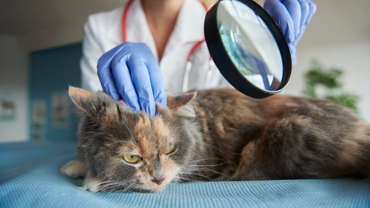 Ear Mites in Cats – Causes, Symptoms \u0026 Treatment, image size:1200x675