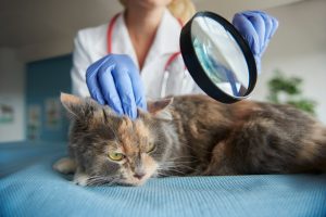 Ear mites are tiny parasites that can cause cats to be very uncomfortable. 