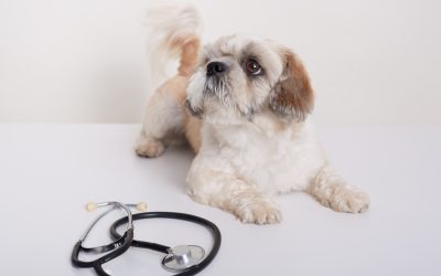 The canine papillomavirus (CPV) is a highly contagious disease that causes warts in dogs.