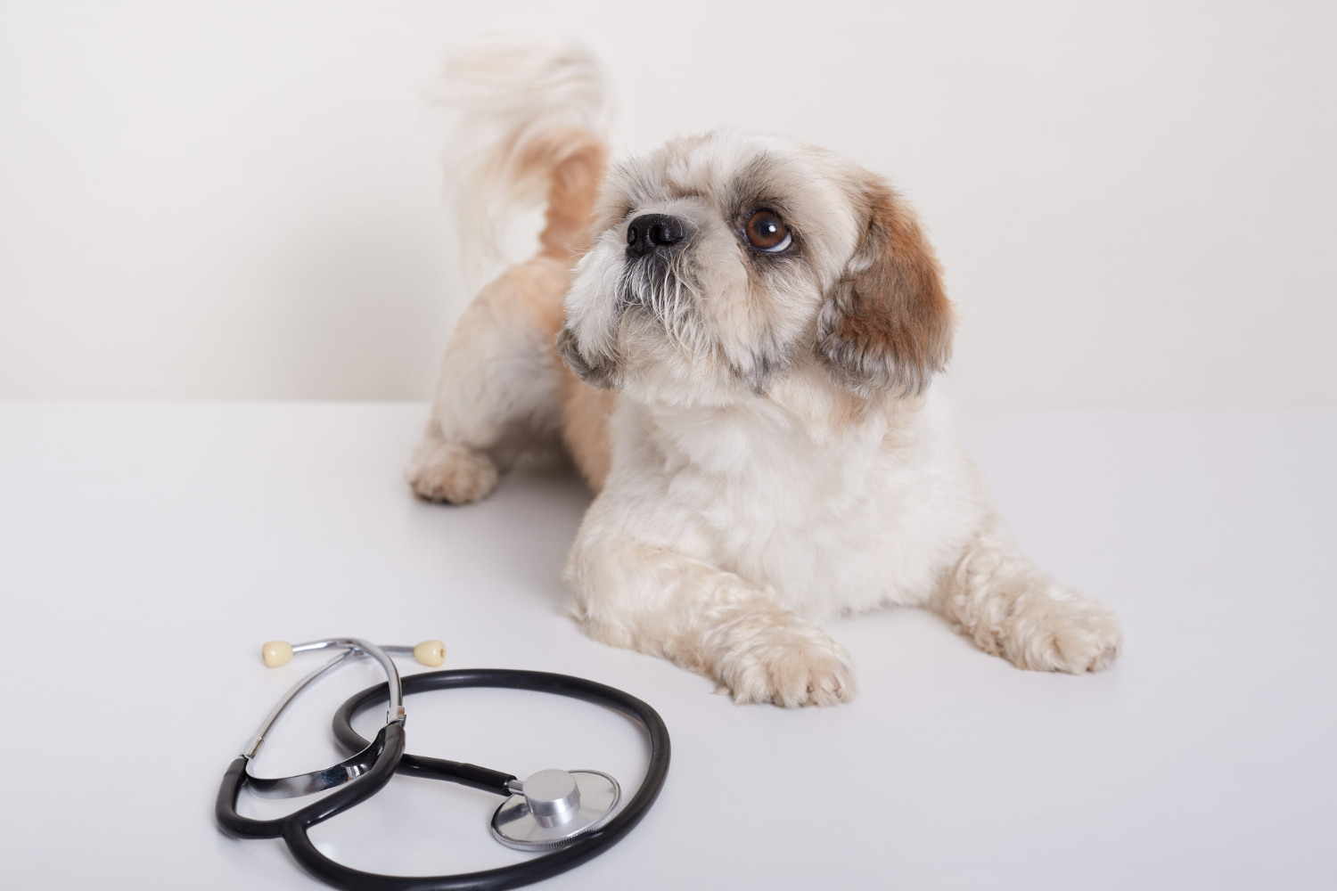 The canine papillomavirus (CPV) is a highly contagious disease that causes warts in dogs.