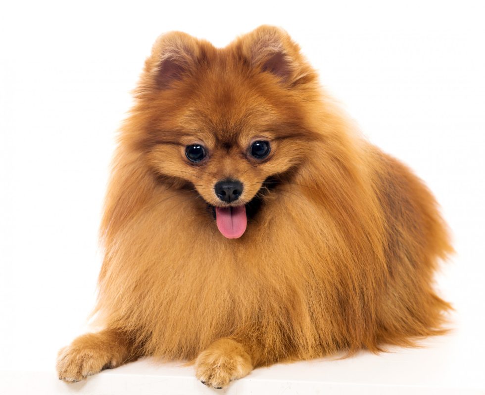 what-is-dapp-vaccine-for-dogs-side-effects-cost-get-odie