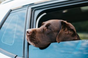 Its important to be aware of risks such as eye injuries, falling, and respiratory issues when dogs stick their heads out of a car window. 