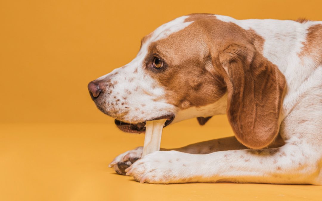 Are bones good for dogs?