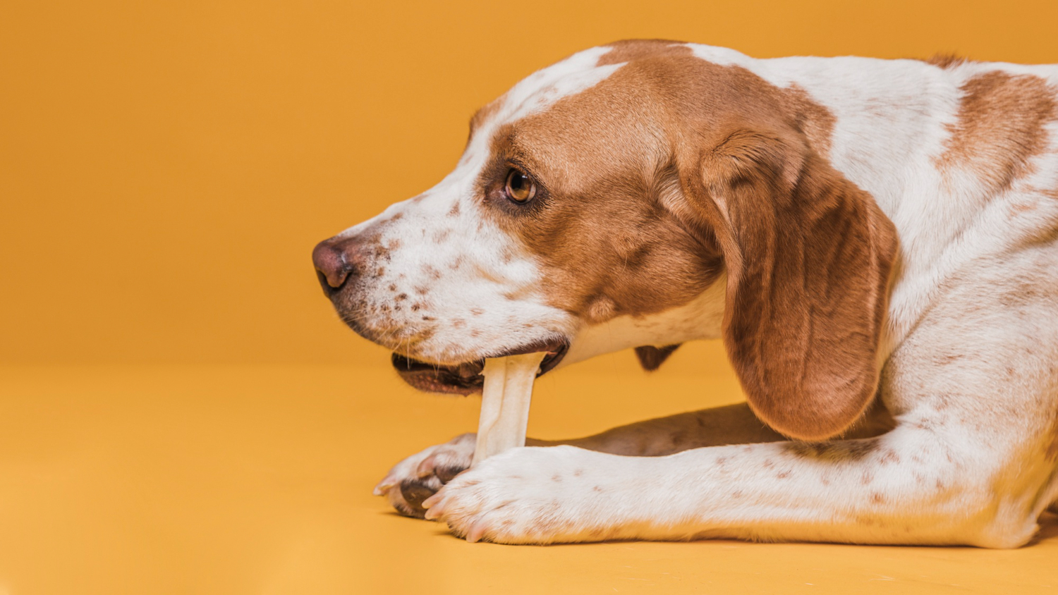 Chewing is a natural behavior for dogs as it relieves stress, exercises their jaws, and cleans their teeth.