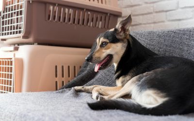 Many factors affect the cost of dog boarding facilities, including size and location.