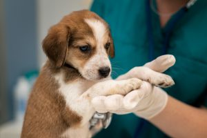 Your vet will provide the DAPP vaccine with your dog's routine vaccination services.