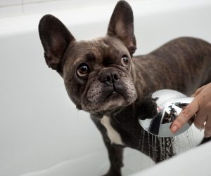 Bathe your dog as soon as possible if you think they came into contact with poison ivy or poison oak.