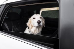 Safety measures should be taken when allowing your dog to stick their head out of a car window.