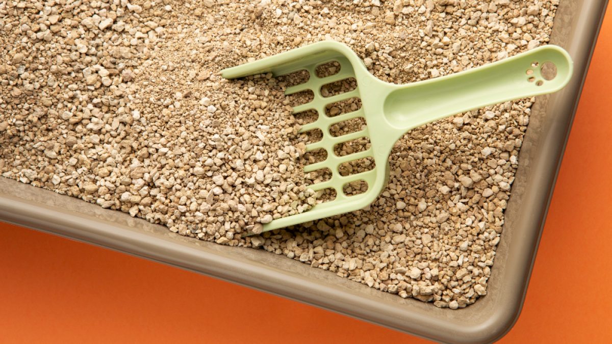 Why Do Dogs Eat Cat Poop Out of Litter Box: Shocking Truths Revealed