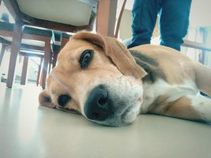 Although it's rare, dogs ca experience several side effects from vaccines.