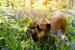 Swelling, itching, hives and drooling are all signs that your dog may have been stung by a bee or wasp.