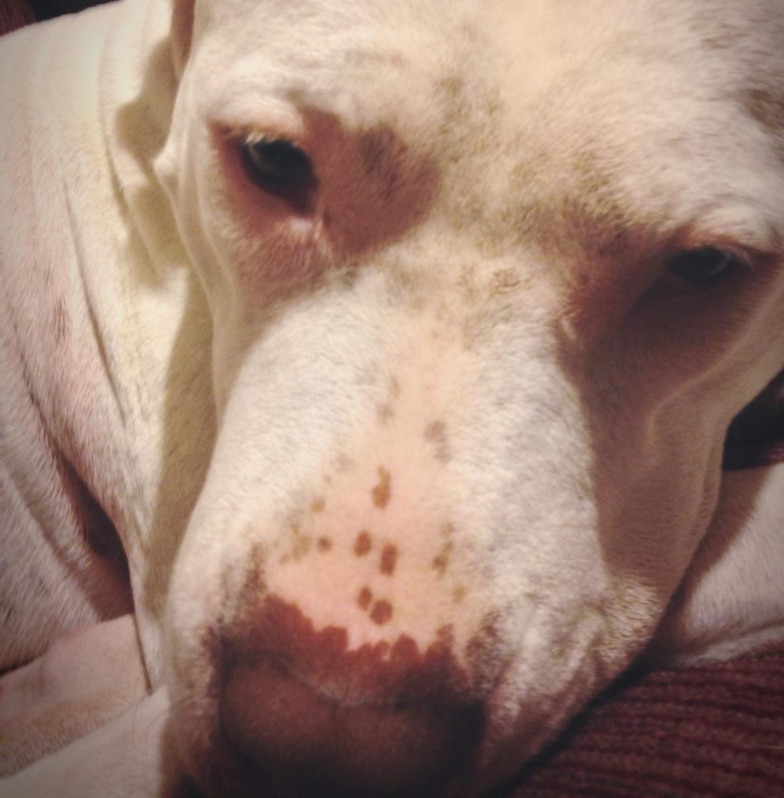 Hyperpigmentation on a dog's nose.