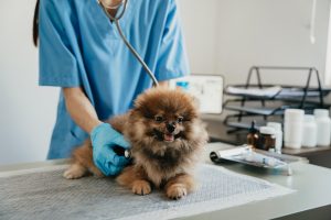 Pet insurance companies are implementing telehealth services to offset the increase in veterinary costs. 