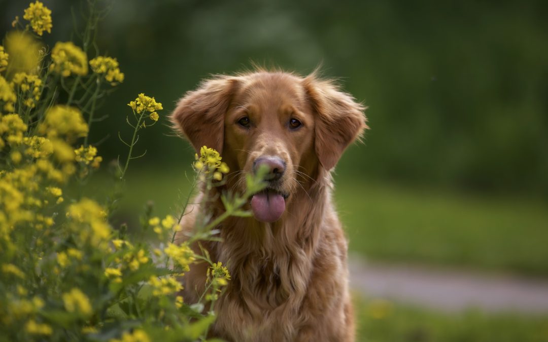 My Dog Ate a Bee or Wasp: What Should I Do?