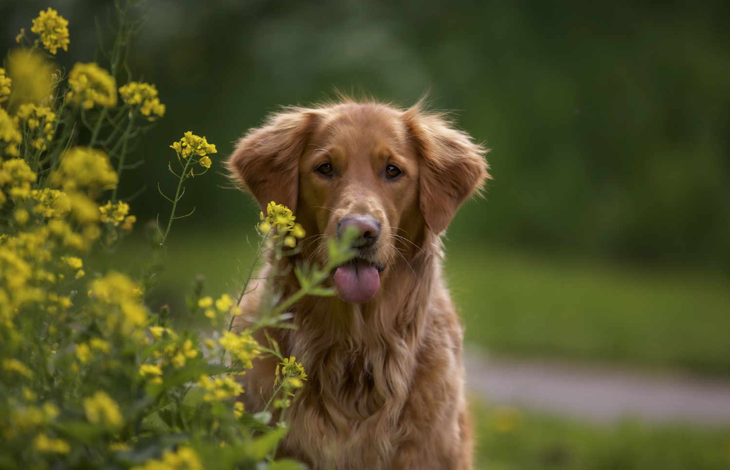 Dogs are naturally curious and can easily be distracted by a nearby wasp or bee.