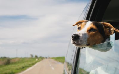 Dog are curious and so they like to stick their heads our of moving cars to see their surroundings.