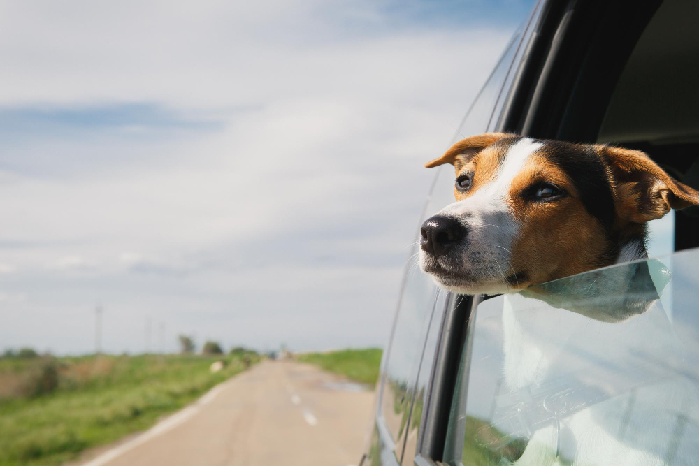 Dog are curious and so they like to stick their heads our of moving cars to see their surroundings.