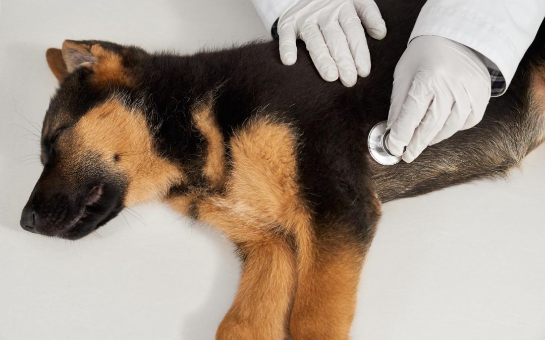 Bacterial & Fungal Skin Infection in Dogs