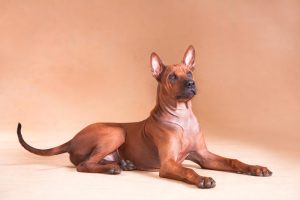 Dogs with purple tongues, such as a Thai Ridgeback, have a slightly higher risk of getting melanoma. 