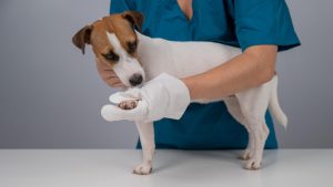 Having a first aid on hand with essential care items can signicantly help in treating your dog if they can injured.