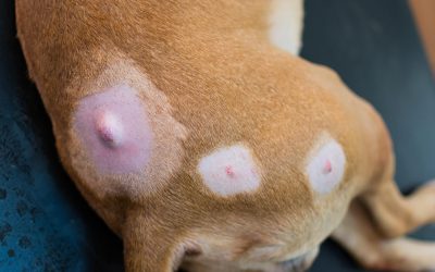 There are many types of dog cysts which can vary in appearance, location, and severity.