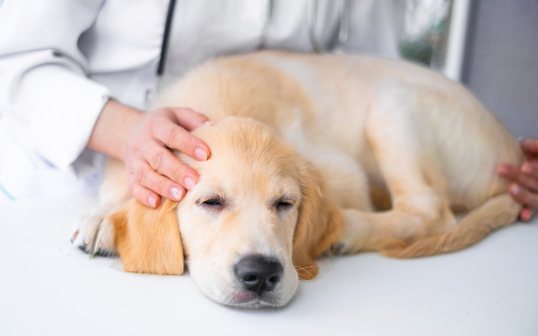 IBD (Inflammatory Bowel Disease) in Dogs