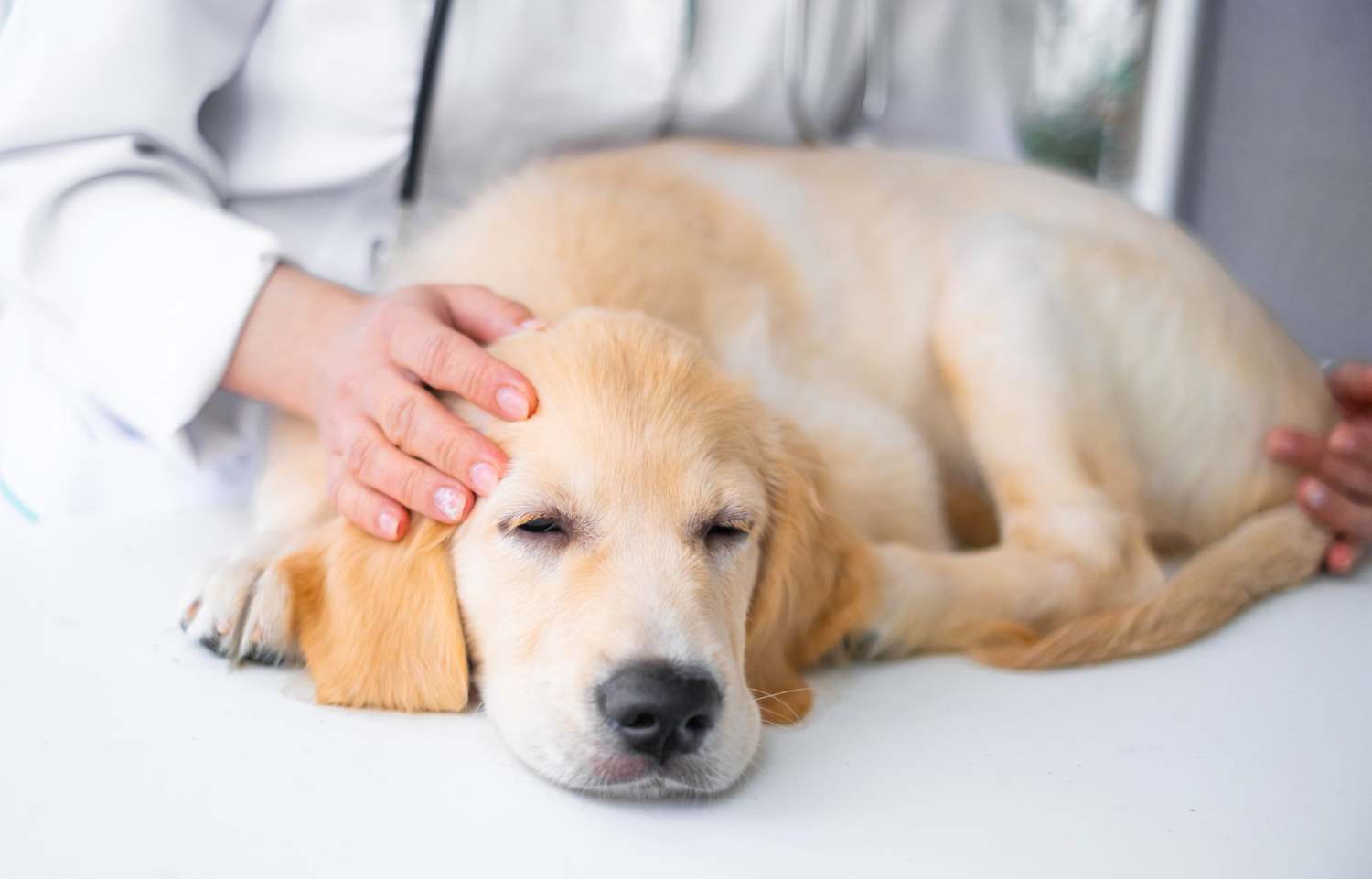 IBD is a condition that affects a dog’s gastrointestinal tract, leading to chronic inflammation and discomfort.